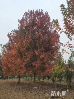 20公分美国红枫