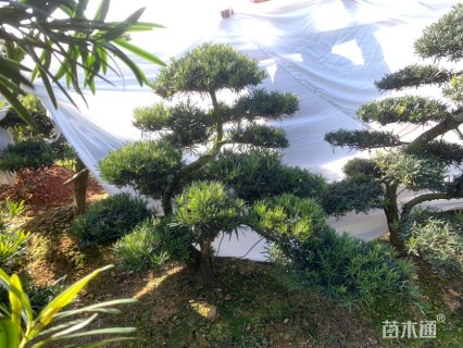 移栽苗造型罗汉松