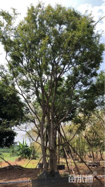 50公分(30杆)丛生朴树