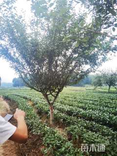 20公分垂丝海棠