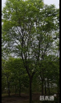 15公分朴树