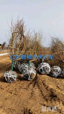 10公分红叶碧桃