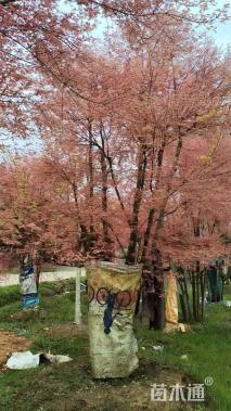 17公分日本红枫