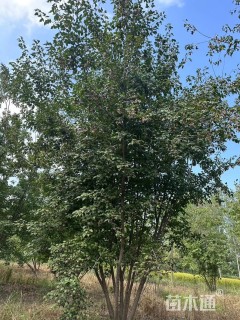 高度700厘米丛生茶条槭