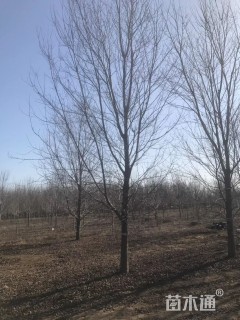 15公分美国红枫-红点