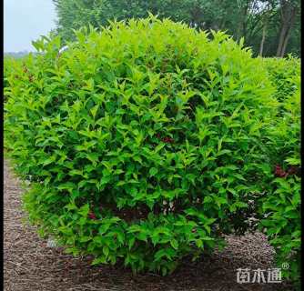 高度60厘米红王子锦带球