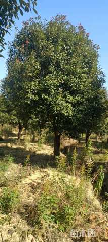 18公分红叶石楠