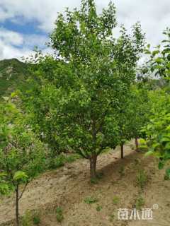 53公分八棱海棠