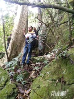 高度900厘米石山紫薇