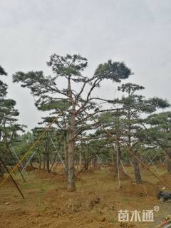 15公分造型黑松