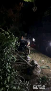 10公分高杆卫矛球