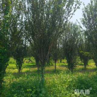 12公分西府海棠