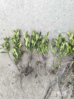 高度30厘米小叶栀子