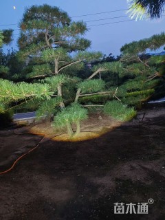 20公分造型黑松