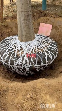 高度450厘米丛生紫薇