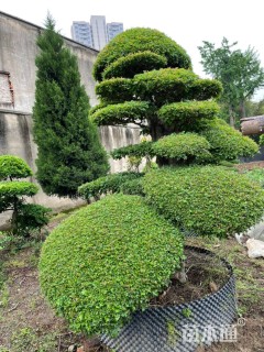 28公分对节白蜡