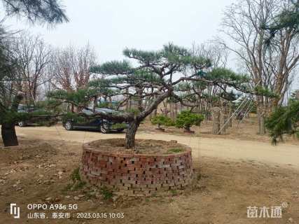 10公分造型黑松