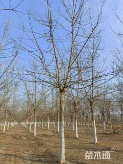 16公分金叶复叶槭