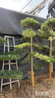 移栽苗造型罗汉松