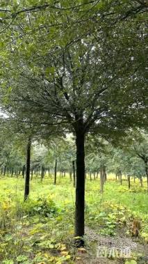 18公分弗吉尼亚栎