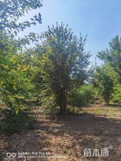 高度800厘米丛生三角枫