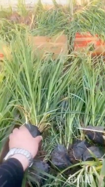 高度40厘米崂峪苔草