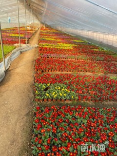 高度15厘米报春花