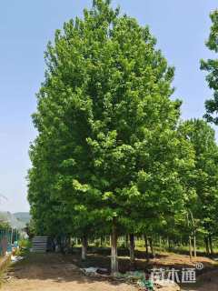 26公分美国红枫