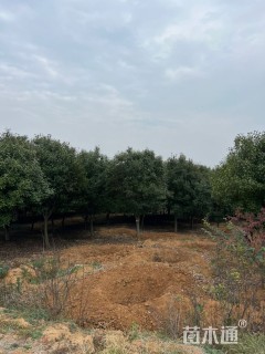 14公分红叶石楠