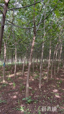 8公分枫杨