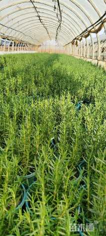 高度30厘米迷迭香