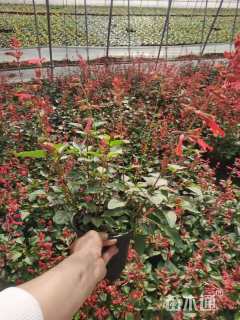 高度30厘米超级鼠尾草