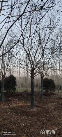 35公分朴树