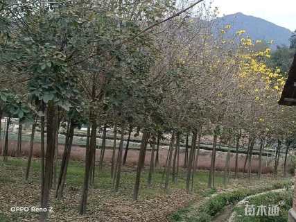 10公分黄花风铃木