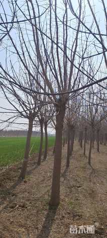 15公分金叶复叶槭