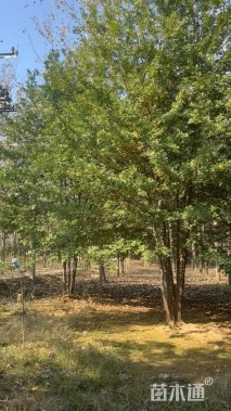 30公分(5杆)丛生娜塔栎