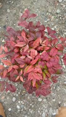 高度20厘米火焰南天竹