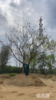 90公分(3杆)丛生朴树