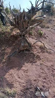 高度4500厘米青香木