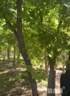 高度800厘米丛生蒙古栎