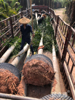 裸干高500厘米狐尾椰