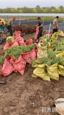 高度50厘米荷包牡丹