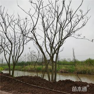 45公分(4杆)丛生栾树