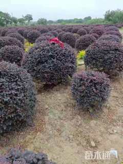 冠幅150厘米红花继木球