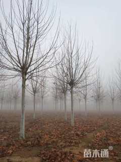 16公分速生法桐