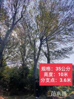35公分榔榆