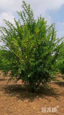 高度350厘米丛生石榴