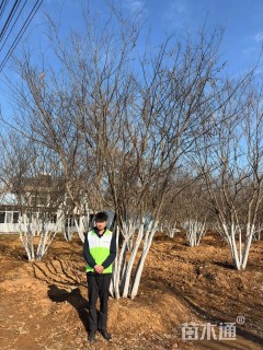 80公分(5杆)丛生朴树