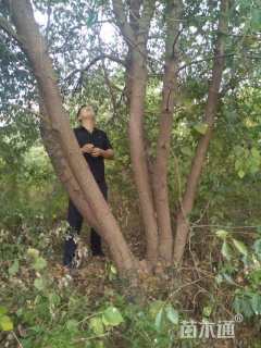 50公分多杆香樟