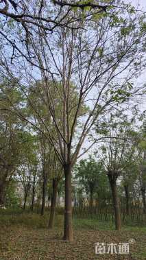23公分国槐
